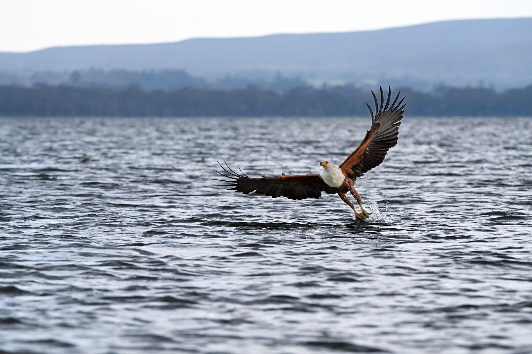 About SafariKannadiga