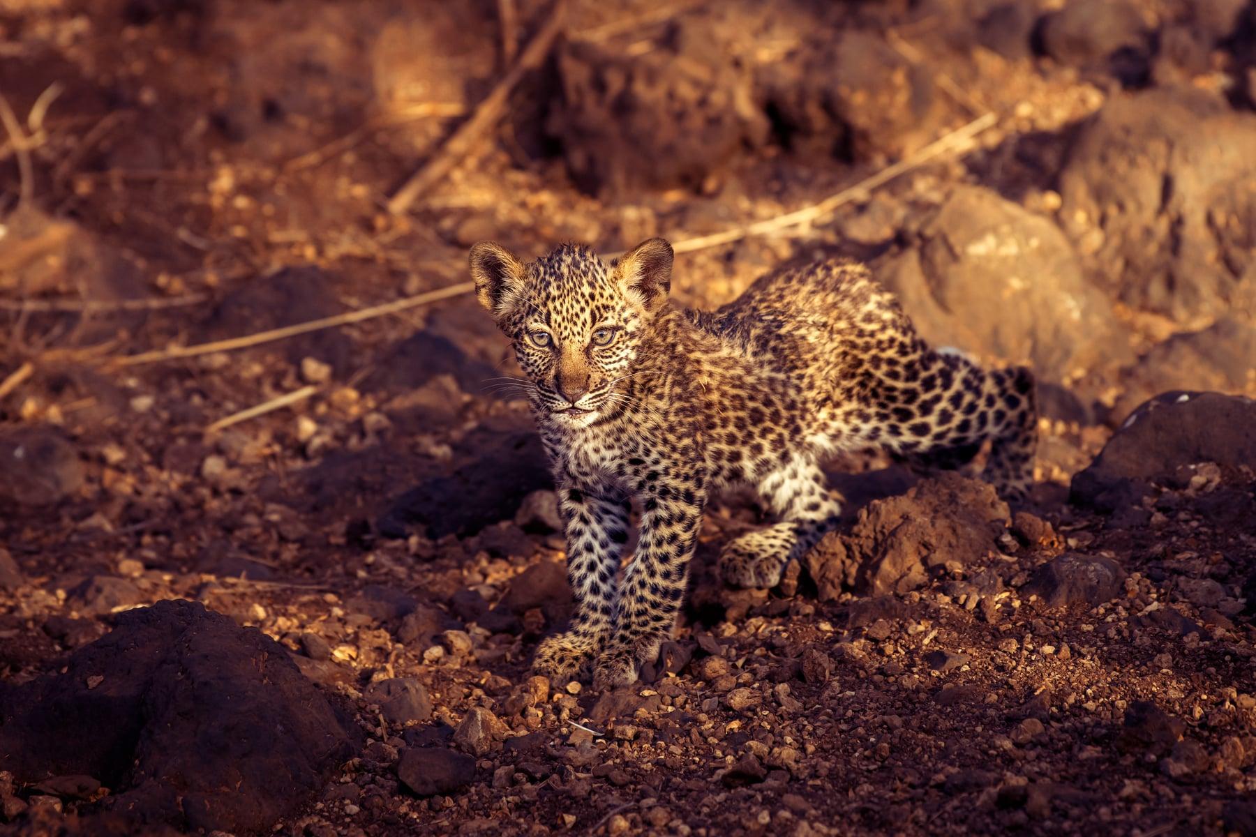 Safari Vehicle in Action