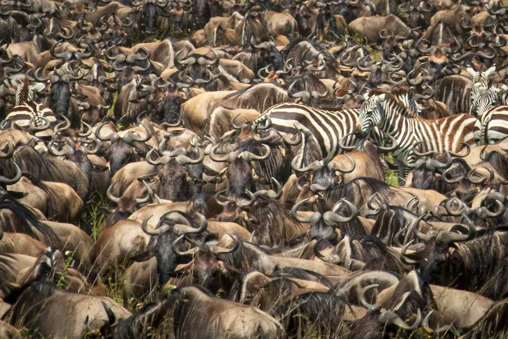 Annual Migration Tour