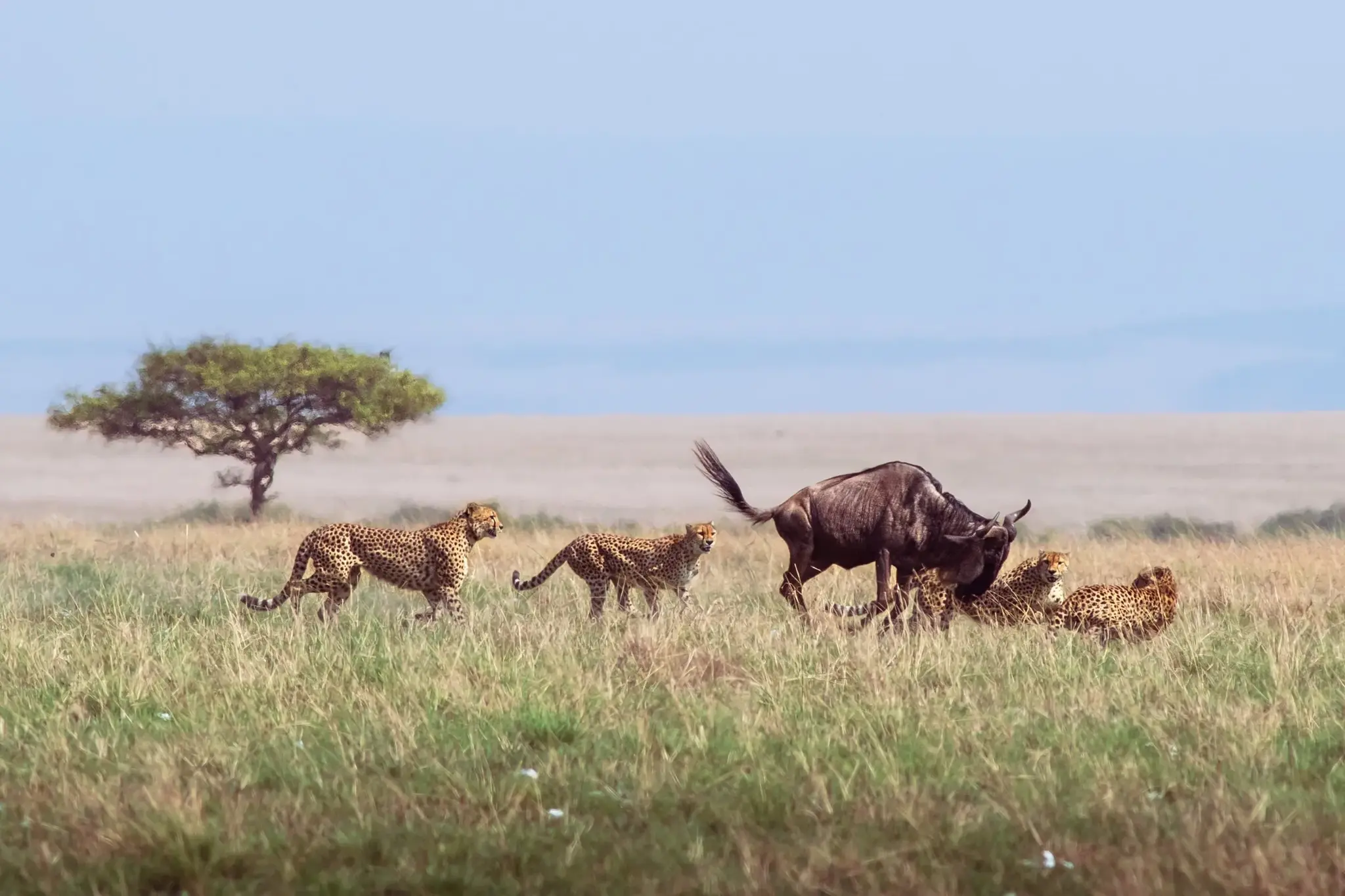 Wildebeest Calving