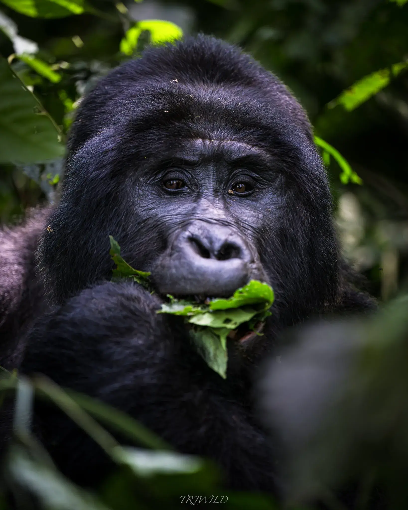 Best of Uganda